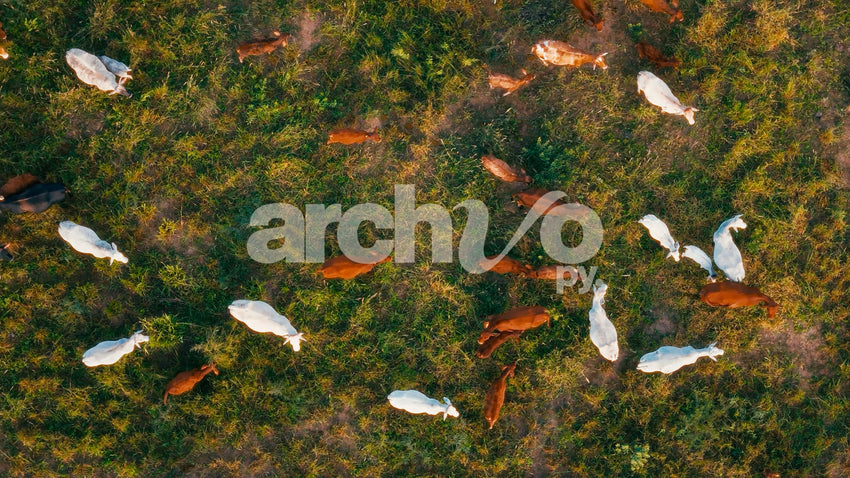 Ganado vacuno pastando en el Chaco, Paraguay. Vista aérea cenital