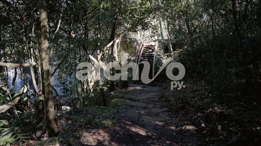 Escalera de madera en sendero de bosque en Concepción, plano fijo