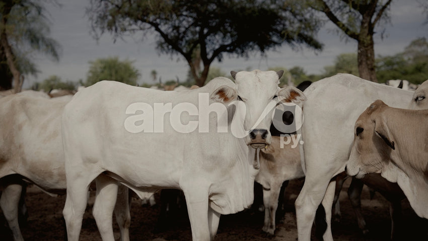Vacas blancas en corral ganadero en Concepción, plano fijo