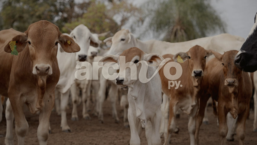 Terneros y vacas en el corral