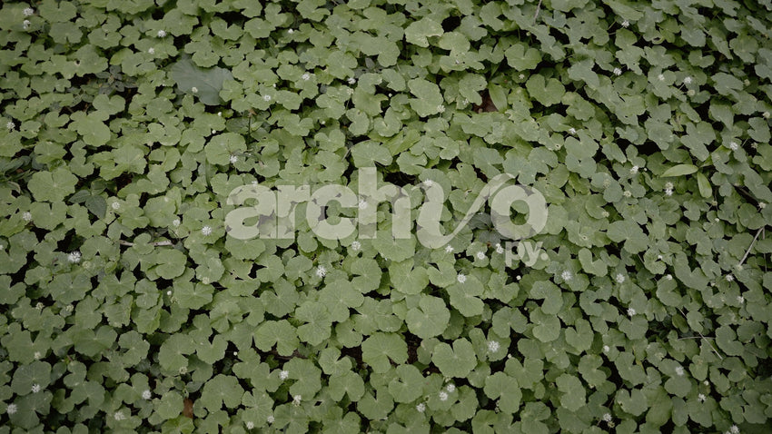 Plantas verdes en el suelo del bosque