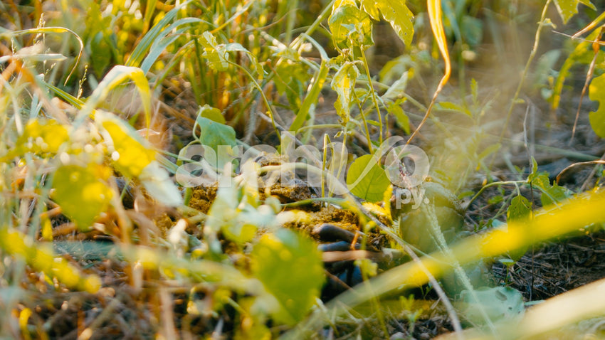Estiércol vacuno y vegetación en el suelo de un campo