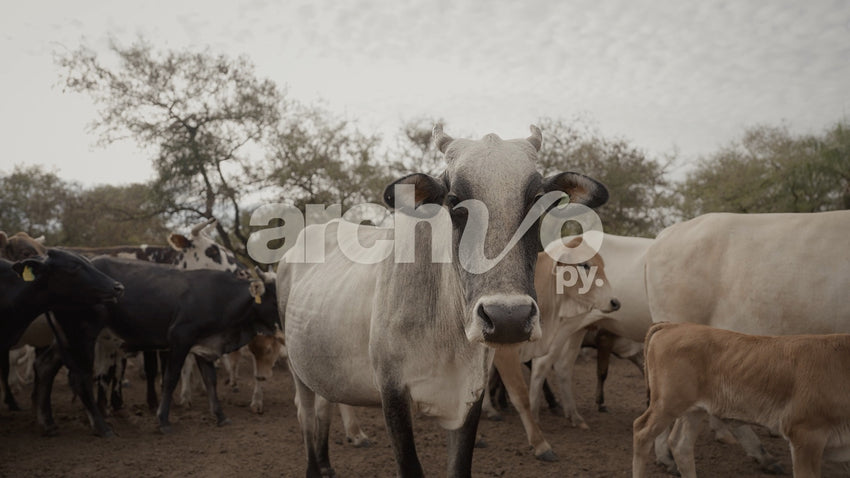 Vaca grisácea y ternero en el corral