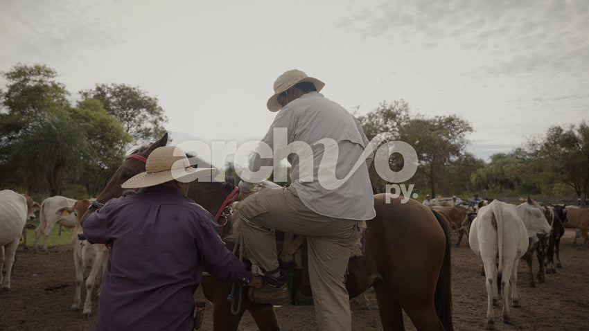 Jinete montando a caballo rodeado de ganado
