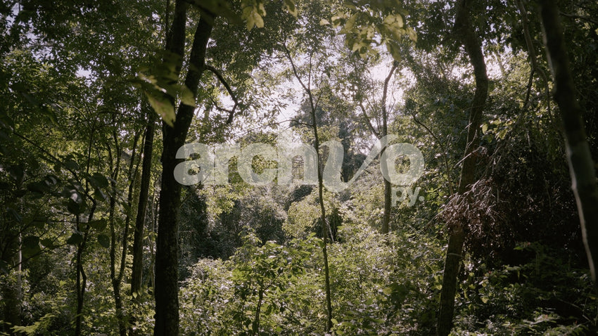 Árboles y vegetación verde en el bosque