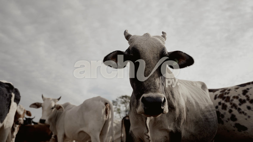 Vacas mirando a la cámara en el campo