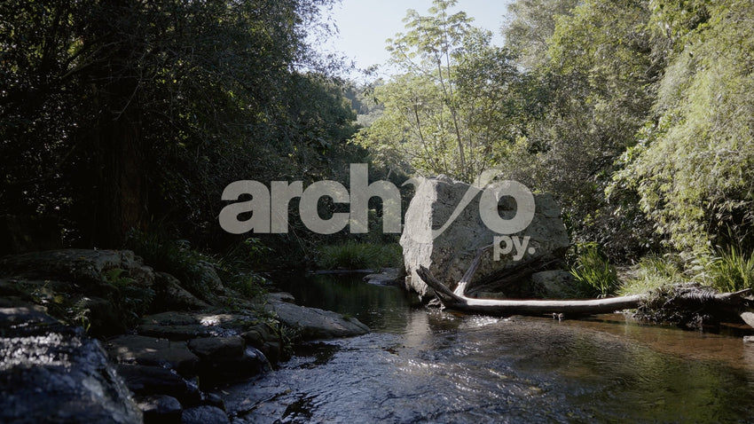 Arroyo con piedra grande en el bosque de Concepción, plano fijo