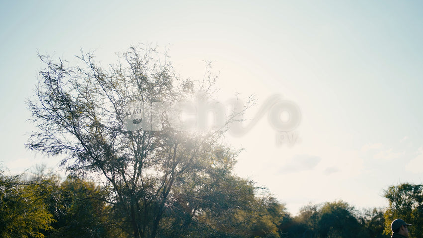 Sol contraluz a través de las ramas de los árboles en el campo