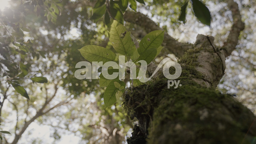 Árbol con musgo y hojas en bosque de Concepción, contrapicado