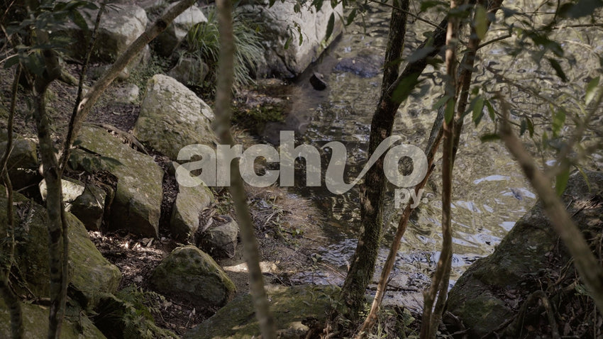 Agua de arroyo corriendo entre rocas en Concepción, plano fijo