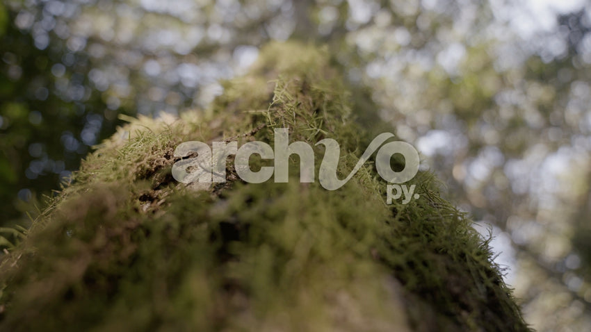 Musgo en corteza de árbol en bosque de Concepción, plano detalle