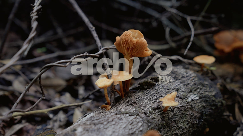 Hongos silvestres sobre tronco en el bosque de Concepción, plano fijo