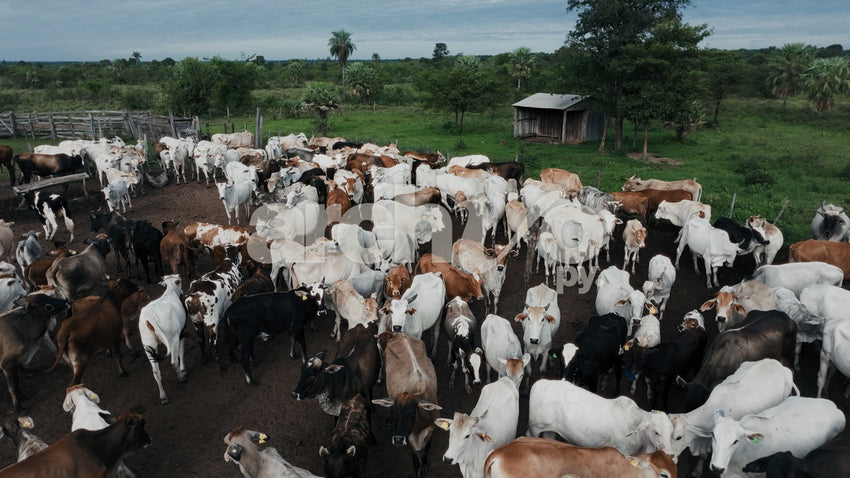 Ganado vacuno en el corral
