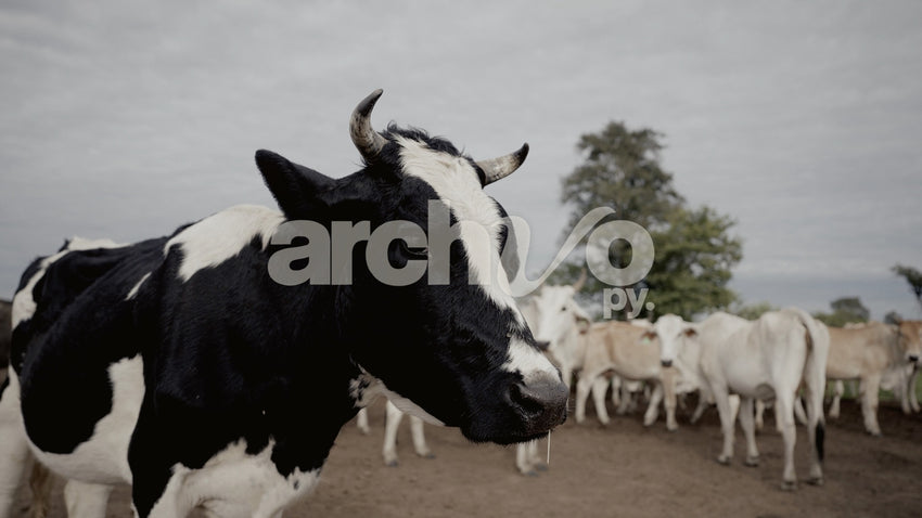 Vaca manchada de negro y blanco en el corral