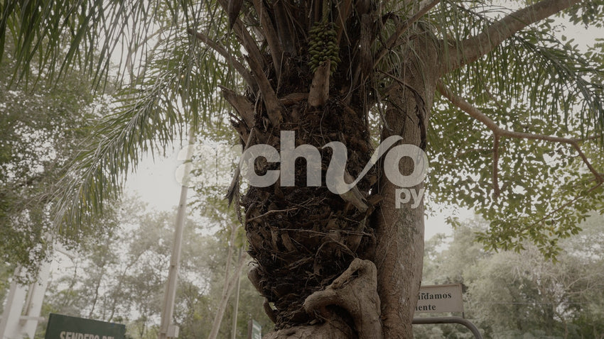 Tronco de palmera y árbol en el bosque
