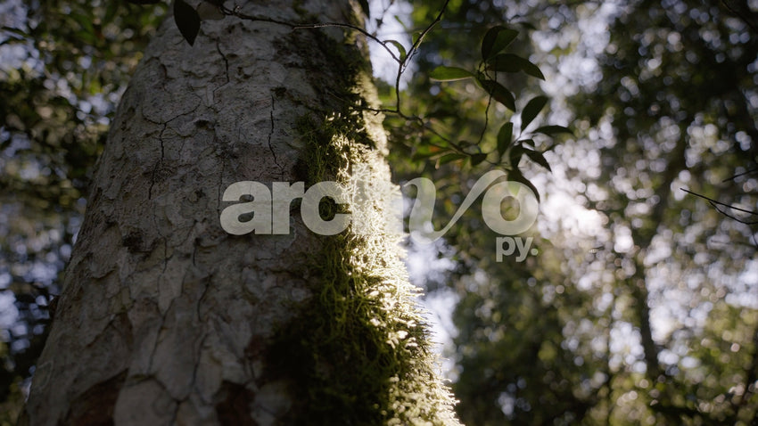Tronco con musgo en bosque de Concepción, plano contrapicado