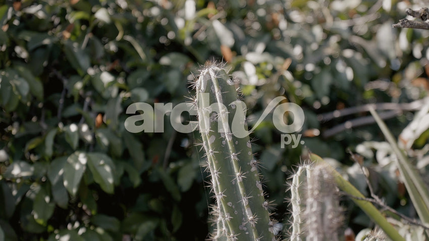 Punta de cactus con fondo difuminado
