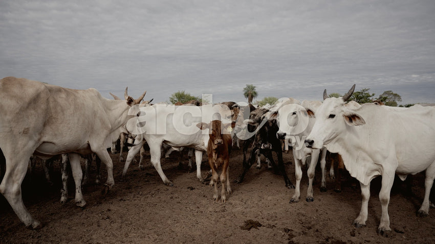 Vacas y terneros en el corral