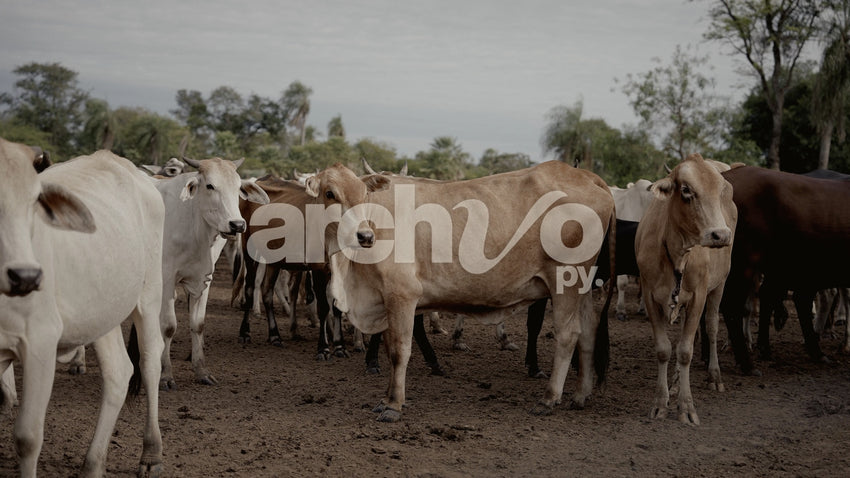 Grupo de vacas en un corral en Concepción, plano fijo