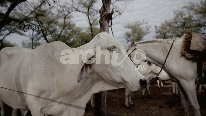 Vaca blanca y caballo en Concepción, plano fijo