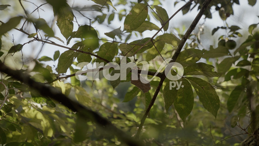 Hojas de árboles con luz solar en Concepción, plano fijo