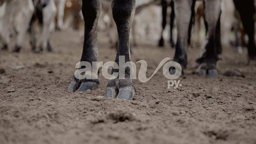 Patas y pezuñas de ganado en el corral