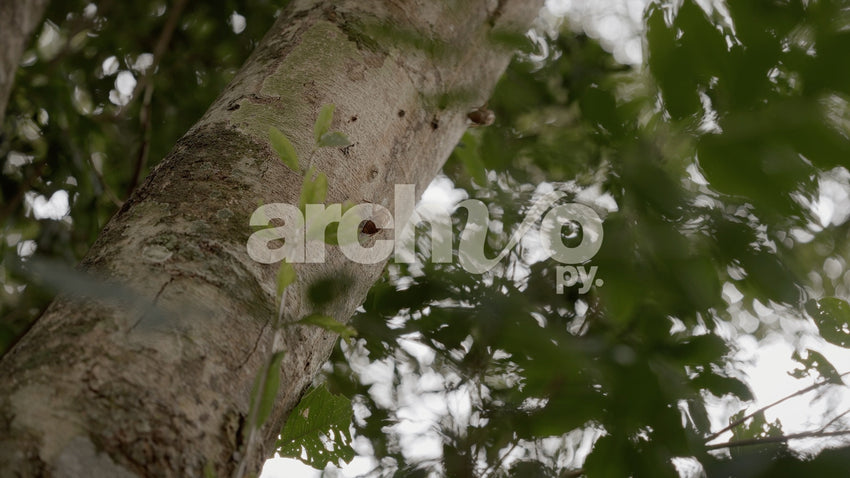 Tronco de árbol con insecto y hojas